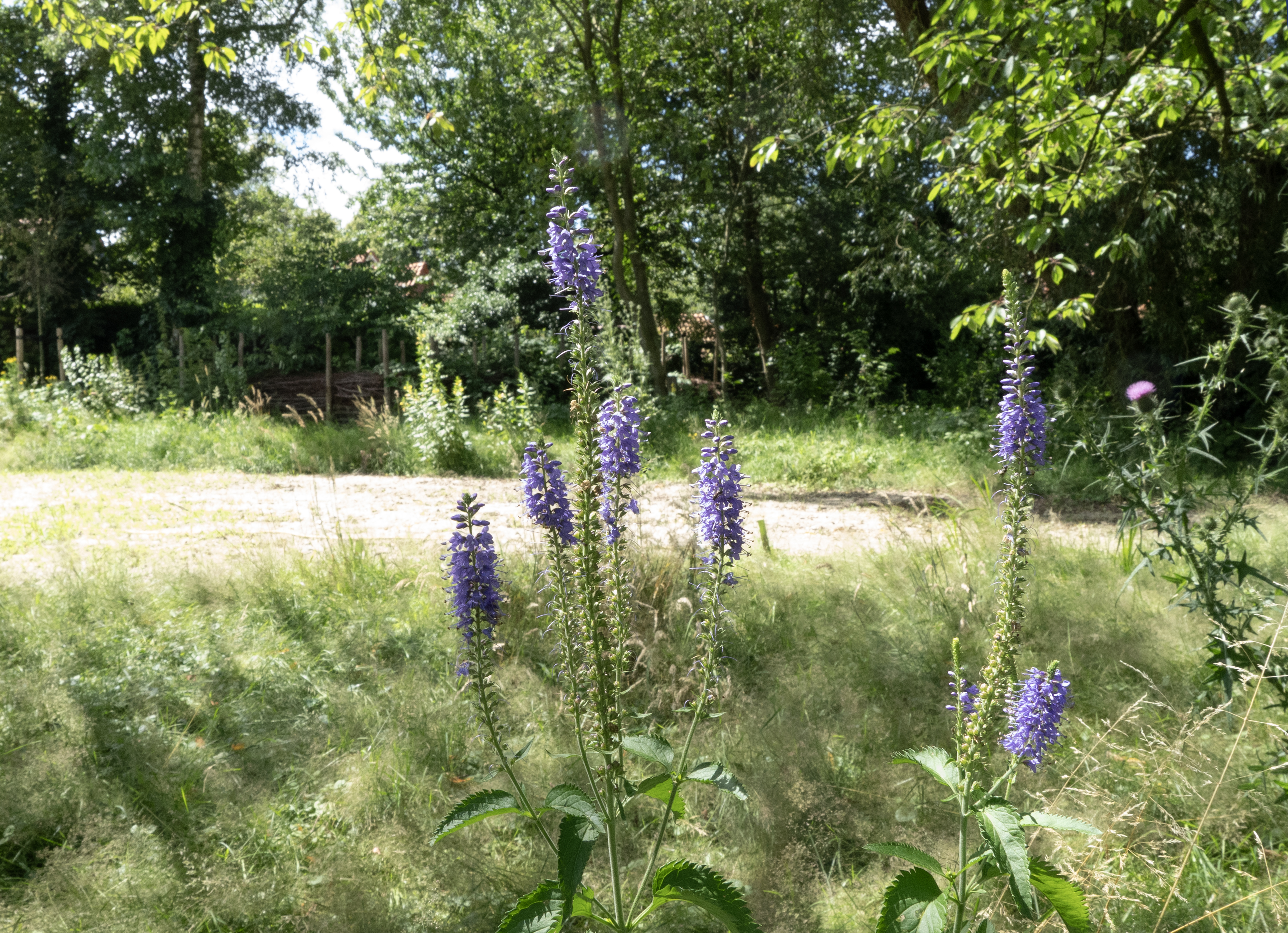 Tuin Met Bloemen