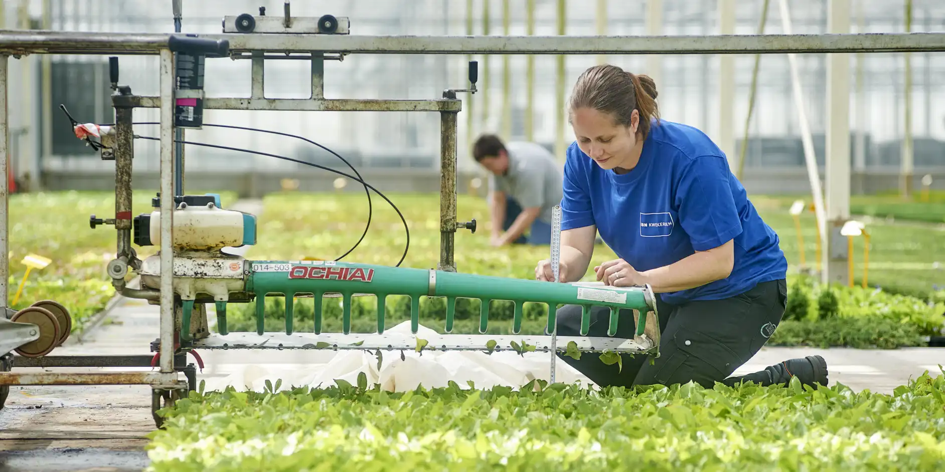 Groene vingers, leer het vak in de werkleerlijn kwekerij
