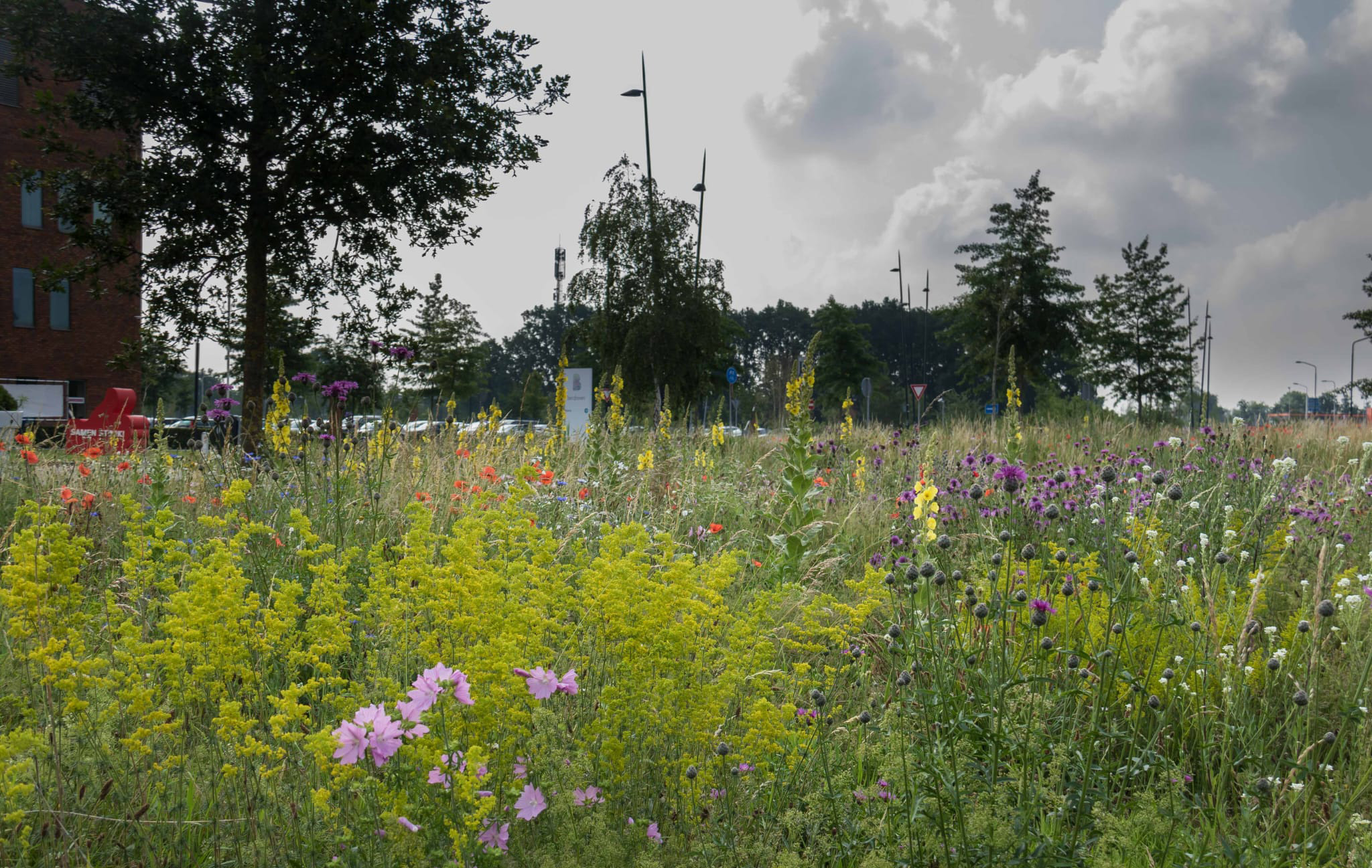 Biodiversiteit Foto